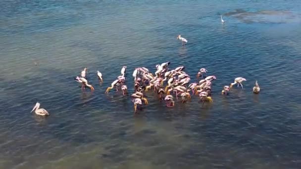 Vista Aérea Garzas Pelícanos Hábitat Natural Pájaros Salvajes Lago Sri — Vídeos de Stock