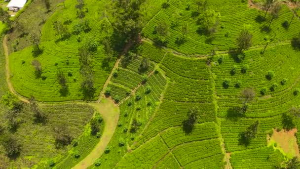 Κτήμα Τσαγιού Στην Ορεινή Επαρχία Θέα Από Ψηλά Σρι Λάνκα — Αρχείο Βίντεο
