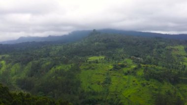 Tea plantations on the hillsides in the mountains of Sri Lanka. Tea estate landscape.