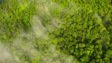 Yağmur ormanlarının en üst manzarası ve bulutların arasındaki orman. Sri Lanka.
