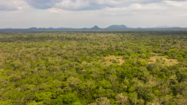 Luchtdrone Van Jungle Regenwoud Het Nationaal Park Sri Lanka — Stockvideo