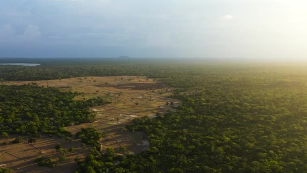 Gün Batımında Orman Yağmur Ormanı Akşamları Ulusal Park Sri Lanka — Stok video