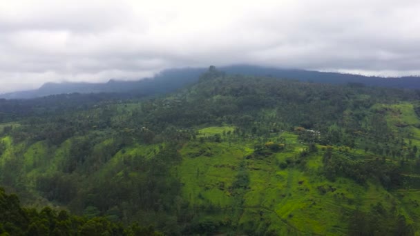 Чайные Плантации Холмах Горах Шри Ланки Ландшафт Чайной — стоковое видео
