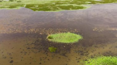 Sri Lanka 'da su bitkileriyle dolu bir göl veya bataklığın havadan görünüşü.
