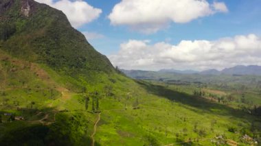 Sri Lanka 'nın dağlık bir bölgesindeki yeşil çay tarlaları. Çay evi manzarası. Maskeliya, Sri Lanka.
