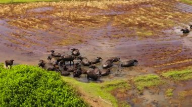 Bufalo sürüsünün hava aracı tarım arazisinde kırsalda otluyor. Sri Lanka.