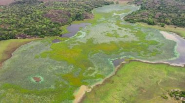Aerial drone of Swamp and lake with green tropical vegetation and lotuses. Sri Lanka.