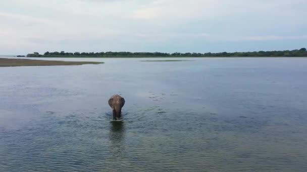 Aerial Drone Elephant Natural Habitat Wild Animals Arugam Bay Sri — Stock Video