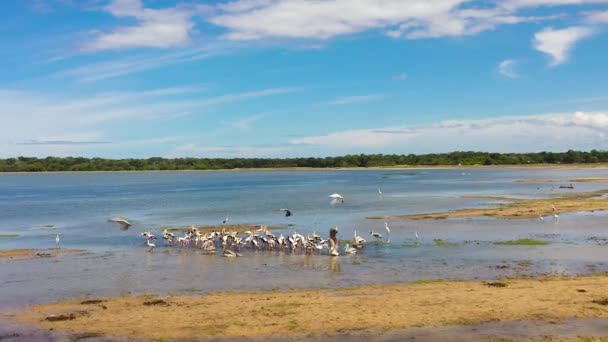 Aerial View Birds Lake Looking Food Herons Natural Habitat Sri — Stock Video