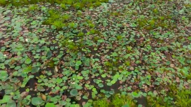 Wetlands Een Moeras Met Zweet Aquatische Vegetatie Het Nationale Park — Stockvideo