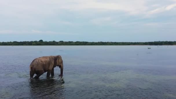 Flygfoto Vild Elefant Sjön Nationalparken Vilda Djur Sri Lanka — Stockvideo