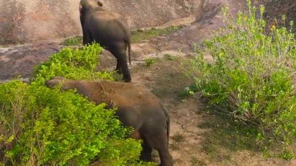 Drone Aéreo Elefantes Selva Elefantes Seu Habitat Natural Baía Arugam — Vídeo de Stock