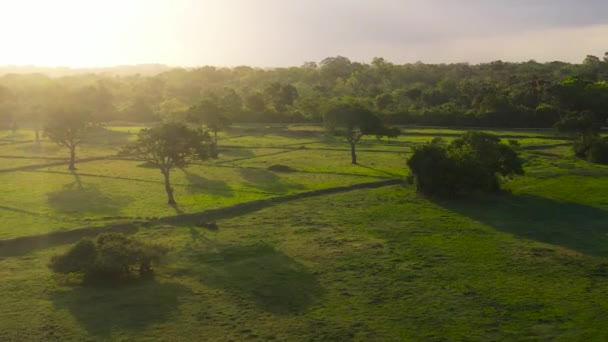Güneş Sri Lanka Ormanı Yağmur Ormanlarını Aydınlatıyor — Stok video