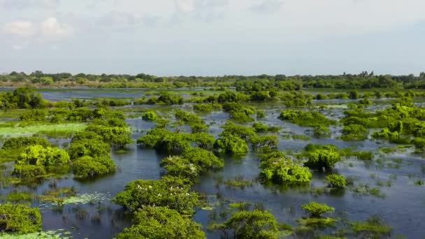 Dron Powietrzny Jeziora Ptakami Parku Narodowym Kumana Sri Lanka — Wideo stockowe