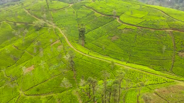 Υψηλή Φυτεία Τσαγιού Του Βουνού Τσάι Estate Στη Σρι Λάνκα — Αρχείο Βίντεο