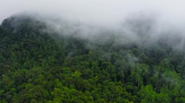 Dağlarda sis ve bulutlarla kaplı yeşil ormanın insansız hava aracı. Mistik manzara. Sri Lanka.