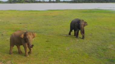 Ulusal parktaki fillerin hava görüntüsü. Sri Lanka 'da vahşi hayvanlar.