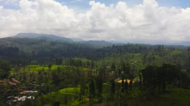 Aerial view of Tea plantations in Sri Lanka. Mountain landscape with tea estate.