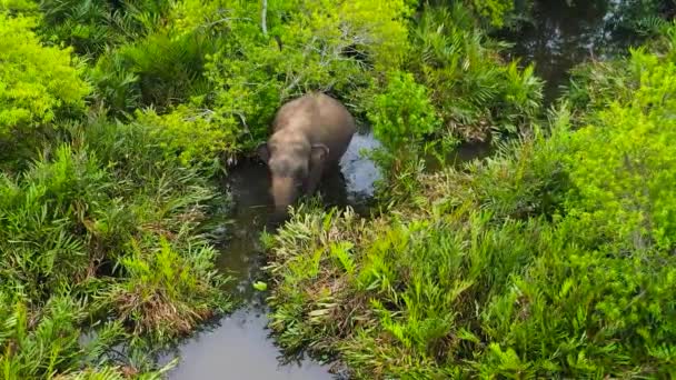 Aerial Drone Elephant Swampy Jungle Wild Animales Salvajes Bahía Arugam — Vídeos de Stock