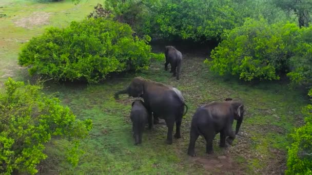 Aerial Drone Family Elephants Rainforest Wild Animals Sri Lanka — Wideo stockowe