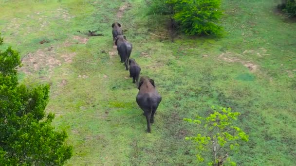 Bovenaanzicht Van Kudde Olifanten Wandelen Jungle Wilde Dieren Van Sri — Stockvideo