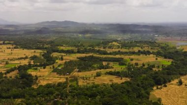 Kırsal kesimde, yağmur ormanları ve ormanların arasında tarım arazisi. Sri Lanka.