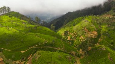 Dağların arasında çay tarlaları olan tepeler. Sri Lanka 'da çay evi. Liptons Koltuğu.