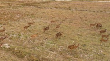 Bir geyik sürüsü Sri Lanka Ulusal Parkı 'ndaki ormana doğru ilerliyor..
