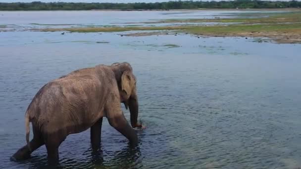 在国家公园的湖中俯瞰大象的身影 野生动物 斯里兰卡 — 图库视频影像