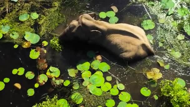 Olifant Het Meer Leeft Van Vegetatie Nationaal Park Kumana Sri — Stockvideo