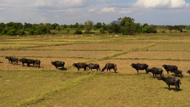 Herd Buffaloes Graze Countryside Agricultural Land — Stok video