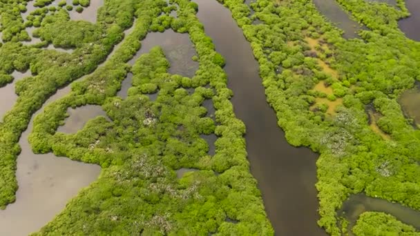Bovenaanzicht Van Mangrovebos Wetland Sri Lanka — Stockvideo