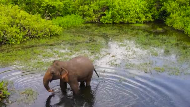 Lucht Drone Van Elephant Het Meer Natuurlijke Habitat Arugam Bay — Stockvideo