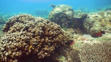 Underwater Scene Coral Reef. Underwater sea fish. Tropical reef marine. Sri lanka.