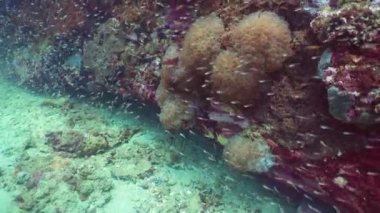 Wonderful and beautiful underwater colorful fishes and corals in the tropical reef. Sri lanka.