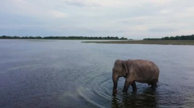 Fil 'in hava aracı doğal yaşam alanında. Vahşi hayvanlar. Arugam Körfezi Sri Lanka.