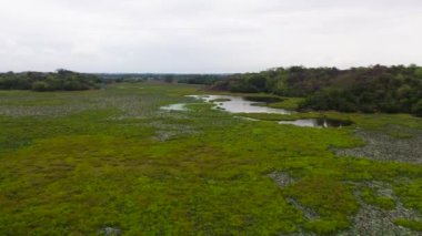 Sulak alanlar, ulusal parktaki eşofman altı ve su bitkileriyle dolu bir bataklık. Sri Lanka.