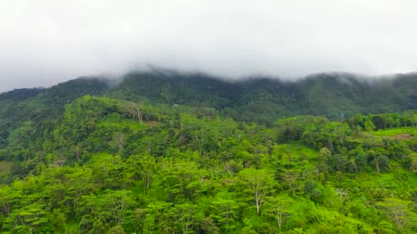 Воздушный Беспилотник Горного Пейзажа Горными Вершинами Покрытыми Лесом Склоны Гор — стоковое видео