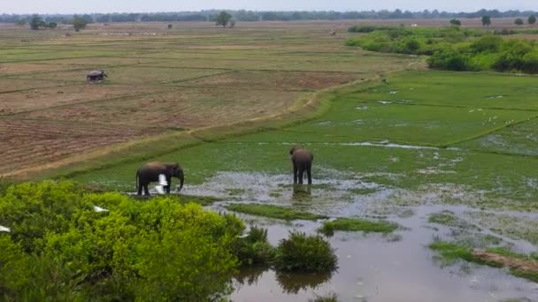 Elephants Feed Grass Flooded Grasslands Arugam Bay Sri Lanka — Stock Video