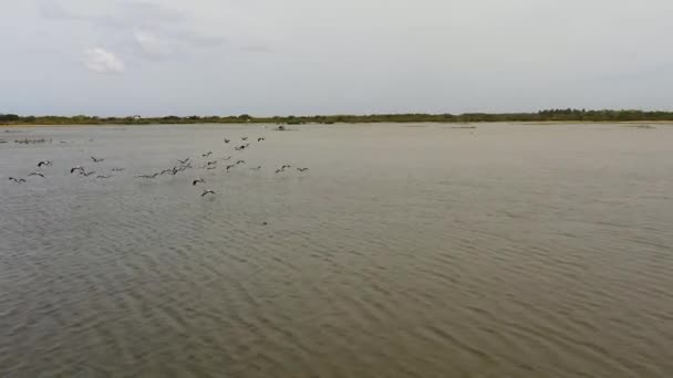 Bando Pelicanos Voa Sobre Lago Parque Nacional Sri Lanka — Vídeo de Stock
