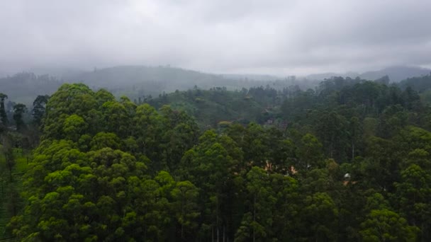 Tea Estate Landscape Sri Lanka Landscape Green Fields Tea — Vídeo de stock