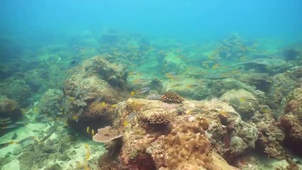 Reef Coral Scene Tropical Underwater Sea Fish Hard Soft Corals — Stock Video
