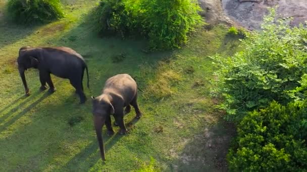 Elefantes Selva Comem Vegetação Tropical Baía Arugam Sri Lanka — Vídeo de Stock