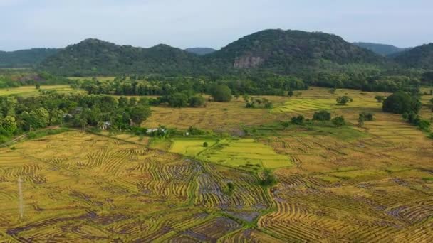 Paysage Tropical Terrain Agricole Avec Des Plantations Sur Fond Montagnes — Video