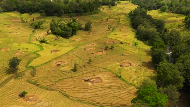 Rice Terraces Fields Sri Lanka Agricultural Landscape — Stock Video