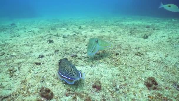 Cuttlefish Coral Reef Pharaoh Cuttlefish Sri Lanka — Vídeo de stock