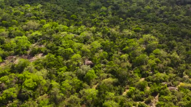 Pemandangan Udara Hutan Dengan Vegetasi Tropis Taman Nasional Sri Lanka — Stok Video