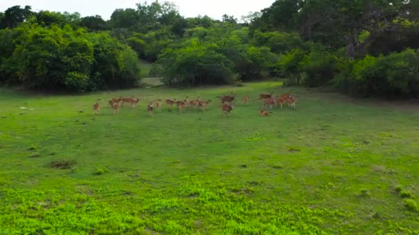 Vildfläckig Hjort Sin Naturliga Miljö Sri Lanka — Stockvideo