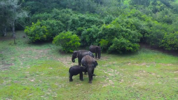 Ormandaki Doğal Yaşam Alanlarındaki Filler Sri Lanka Nın Vahşi Hayvanları — Stok video