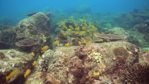 Tropical Fishes Coral Reef Underwater Scene Sri Lanka — стоковое видео